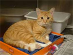 Litter Box Cleaning