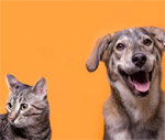 Pet Sitting