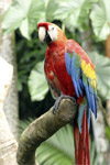 Small Animals