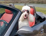 Pet Taxi
