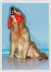 choosing-a-pet-sitter