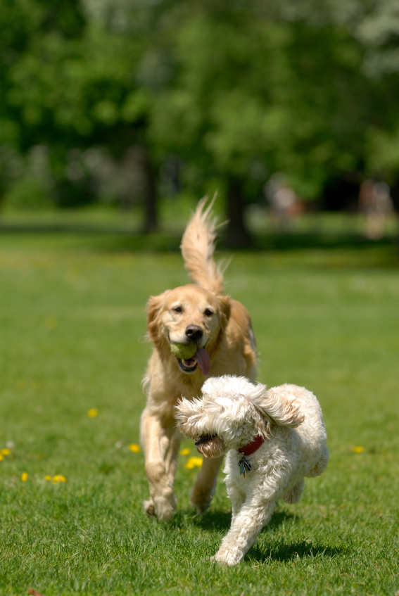dog-park-playing-dogs
