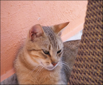 kitty