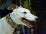 gracie-tampa-pet-sitting