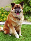holly-waterchase-petsitting