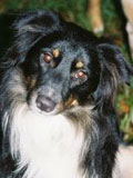 jake-carrollwood-dog-hotel