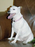 jasmin-tampa-pet-sitting