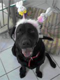 prissy-tampa-dog-walking