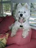 winston-lutz-dog-sitting